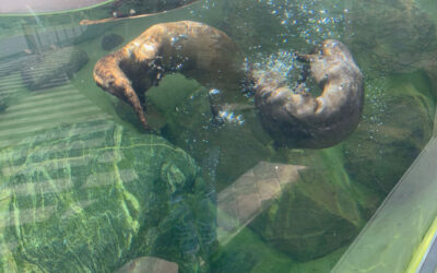 UNADJUSTEDNONRAW_thumb_6ea